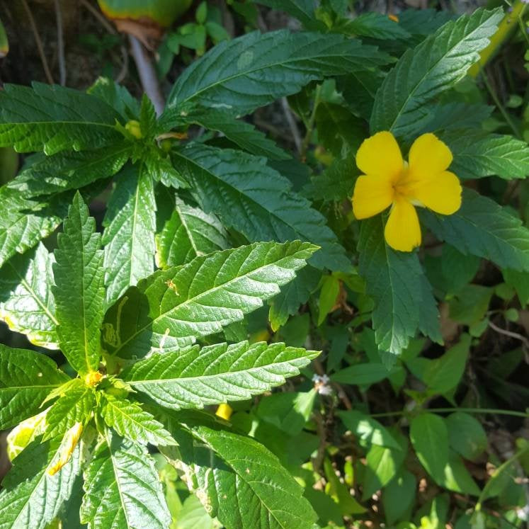 Jamaican Damiana | Ram Goat Dash Along