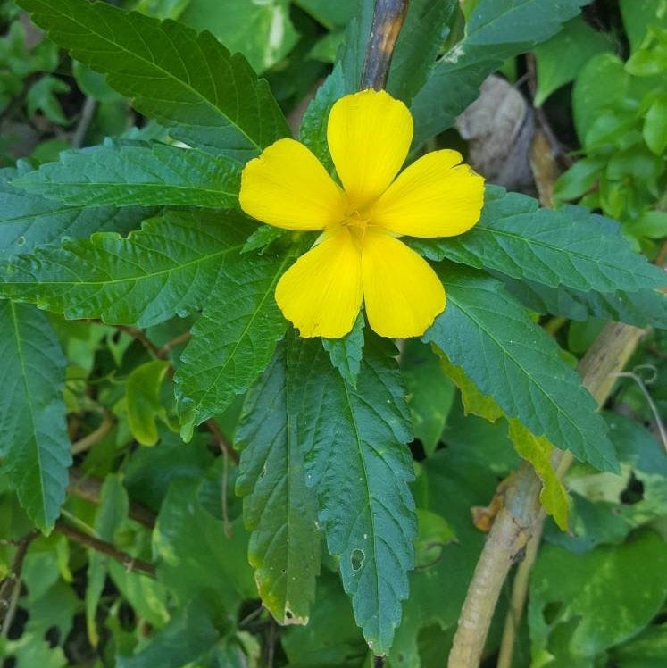 Jamaican Damiana | Ram Goat Dash Along