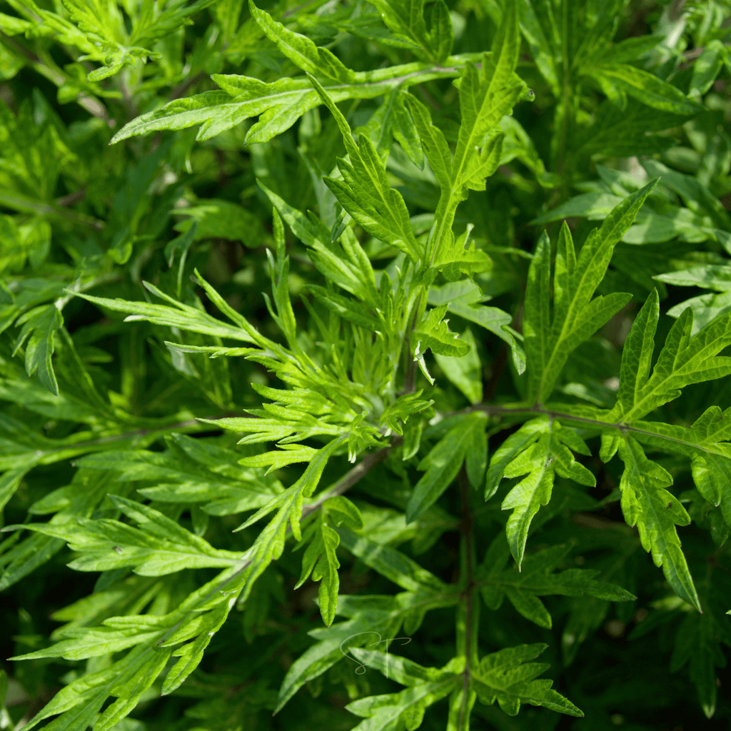 Mugwort – 200 Seeds