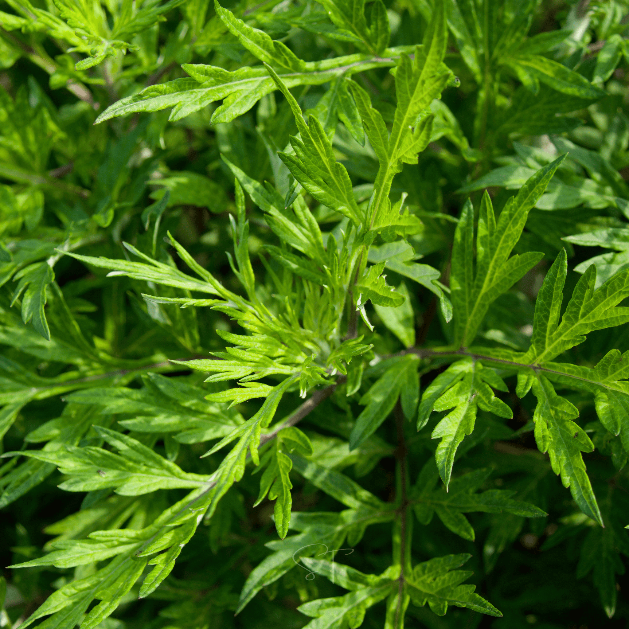 Mugwort – 200 Seeds