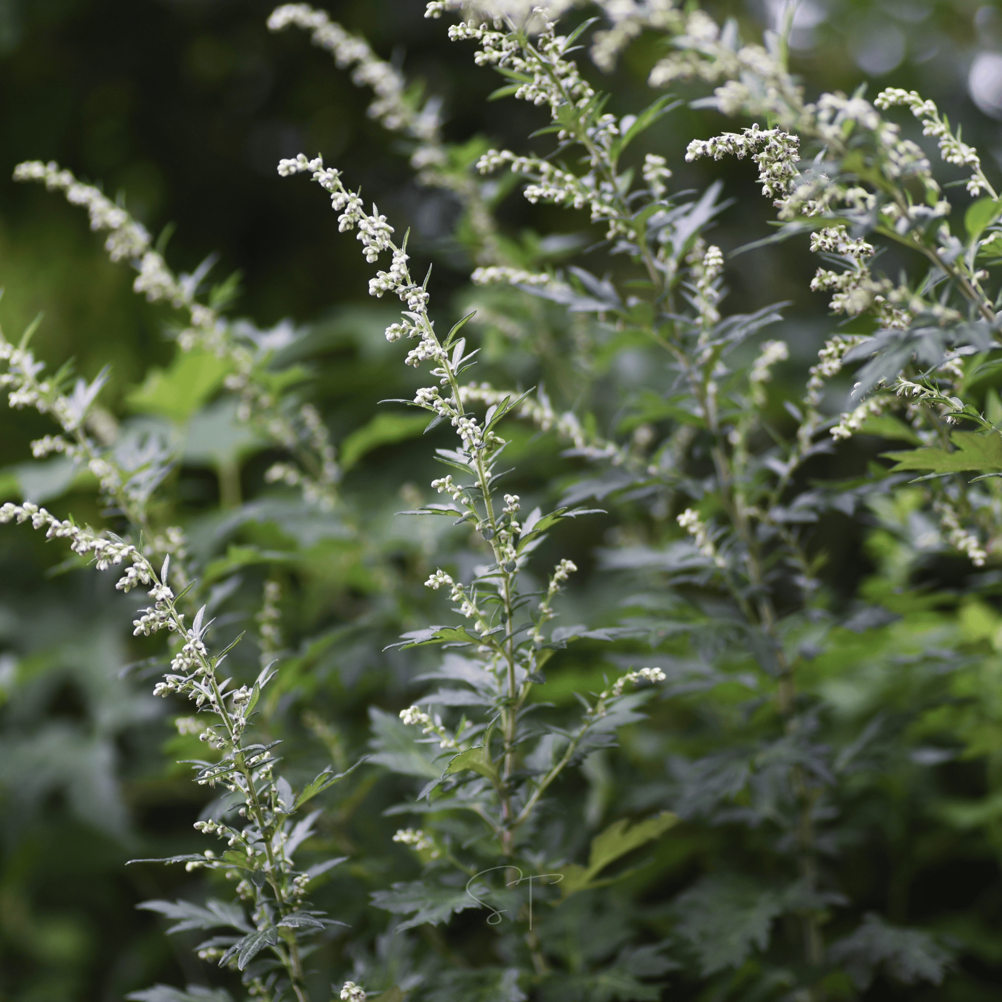 Mugwort – 200 Seeds
