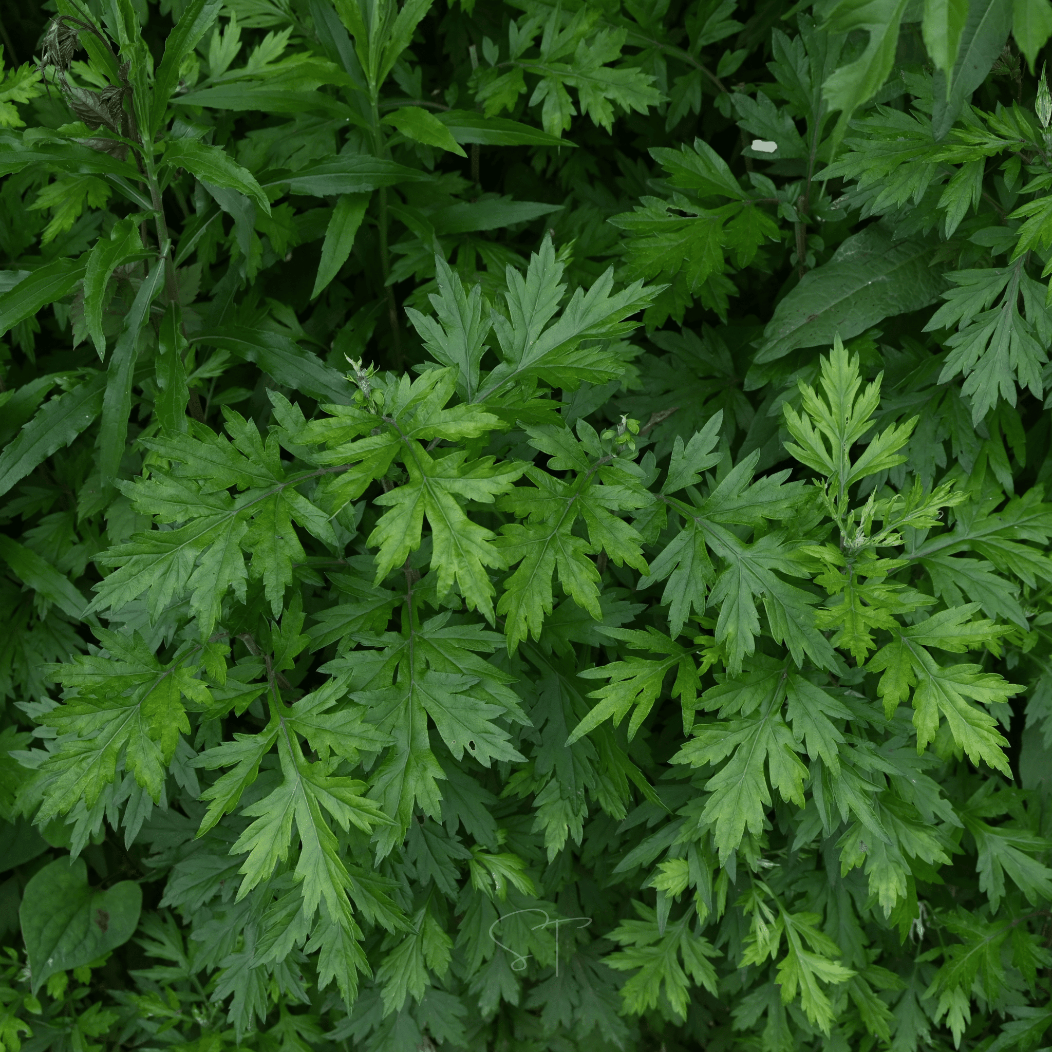Mugwort – 200 Seeds