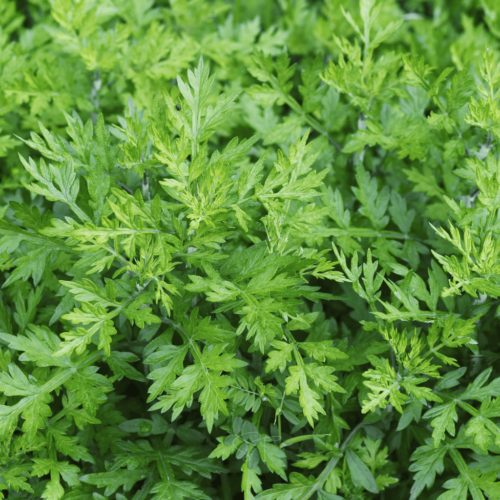 Mugwort – 200 Seeds