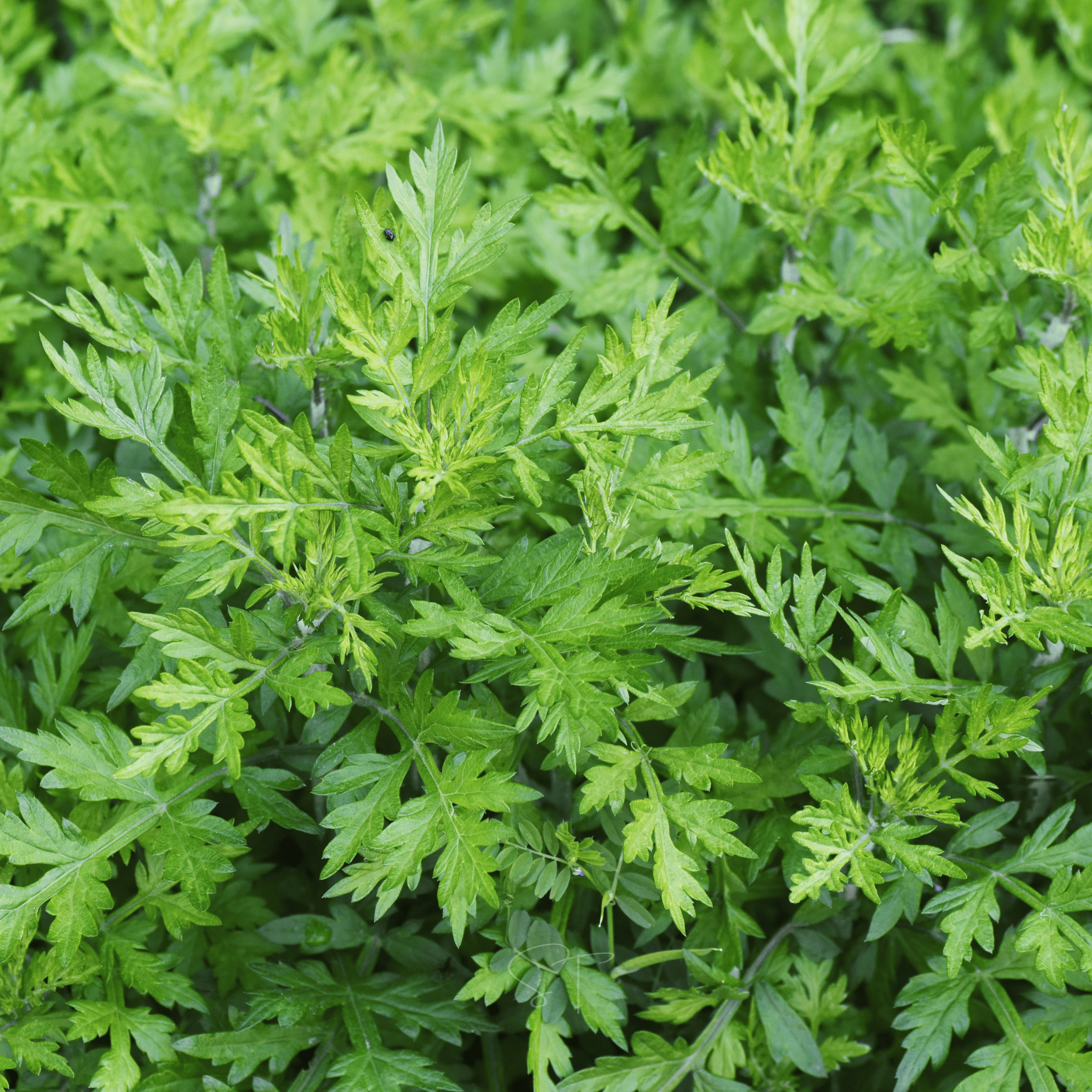 Mugwort – 200 Seeds