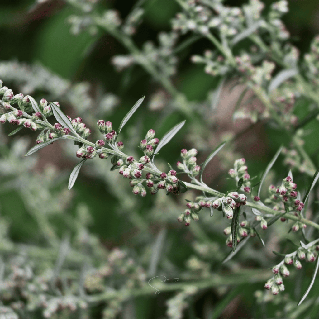 Mugwort – 200 Seeds