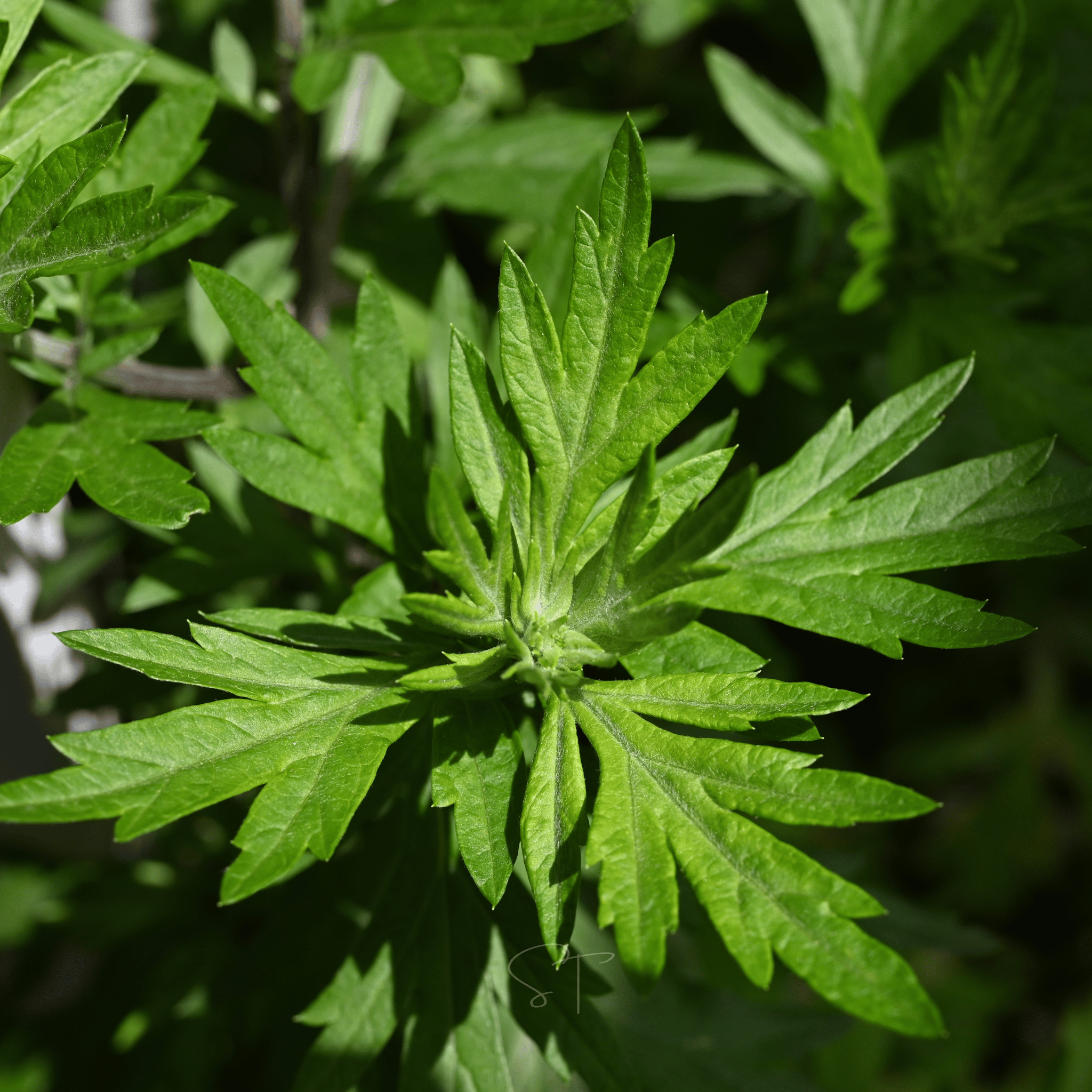 Mugwort – 200 Seeds