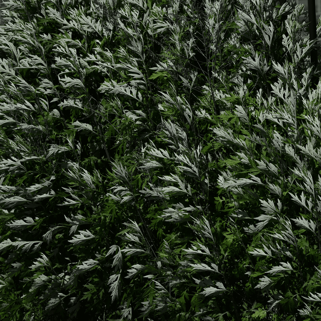 Mugwort – 200 Seeds