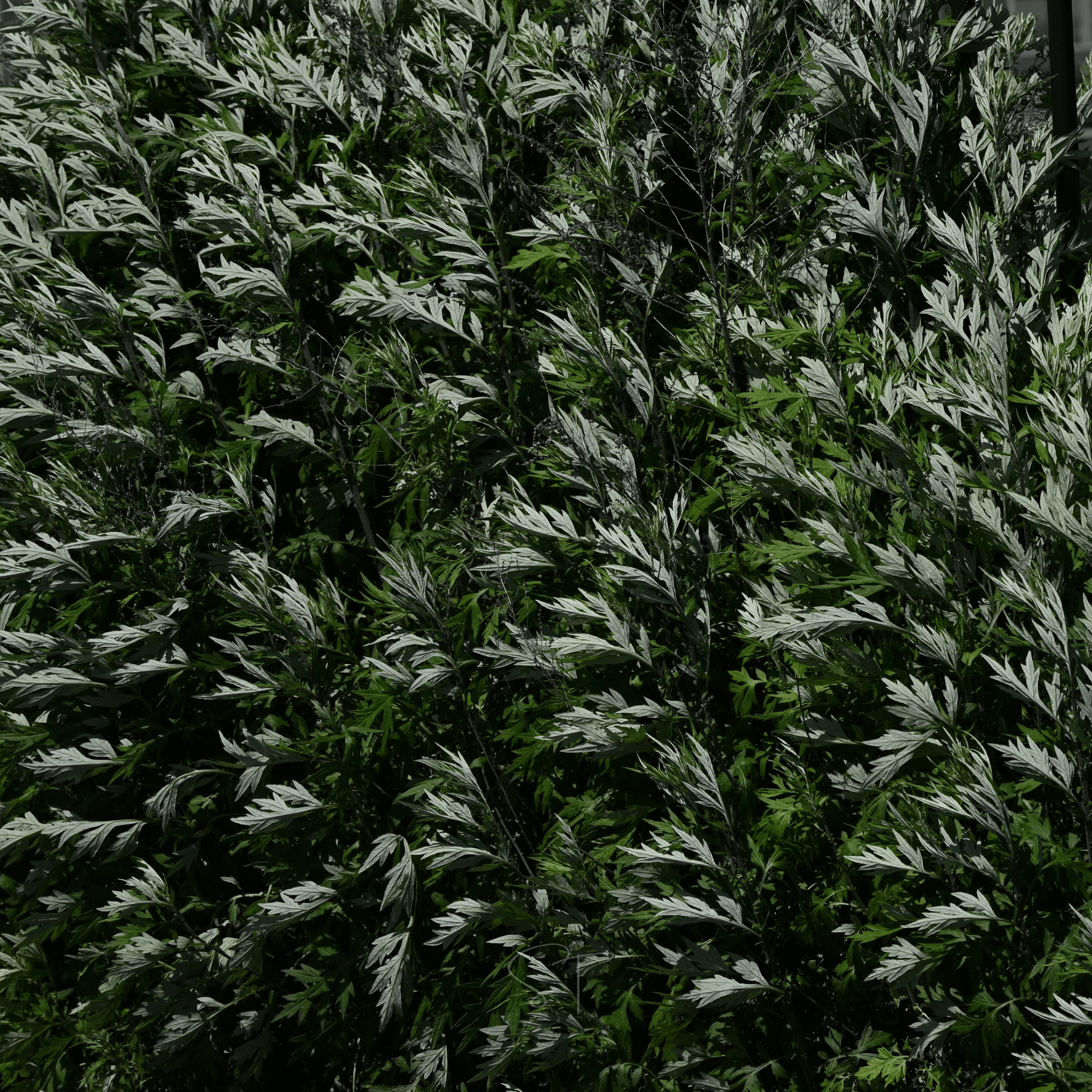 Mugwort – 200 Seeds